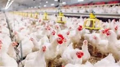 انخفاض كبير .. أسعار الدواجن والبيض بالأسواق اليوم الإثنين 15-4-2024