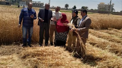 عرس حصاد وتوريد القمح بسوهاج