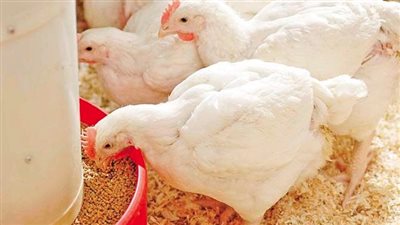 أسعار الدواجن تواصل الانخفاض بالأسواق والكيلو يسجل 80 جنيهًا 