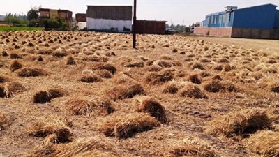 محافظ الوادي الجديد: نتوقع إنتاج 950 ألف طن من القمح في 2024