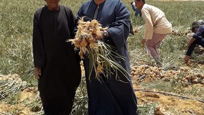 نقيب الفلاحين: كيلو البصل بقي ب 5 جنيهات