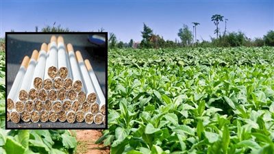 الشرقية للدخان: ارتفاع أسعار السجائر نتيجة طبيعية لزيادة ثمن التبغ في البلدان المنتجة 