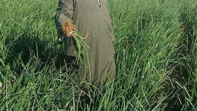 نقيب الفلاحين: 