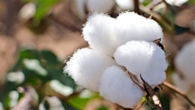 القطن المصري.. مصدر دخل قومي مهم يُعاد إحياؤه