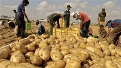 هتقبض بالدولار.. شروط تصدير البطاطس المصرية إلى الأسواق الأوربية