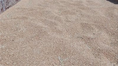 توريد 170 طن قمح لشون وصوامع محافظة البحيرة