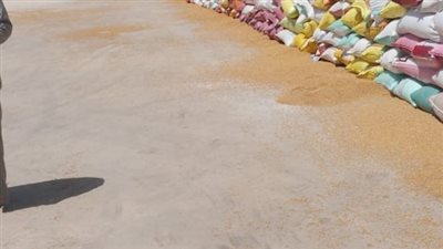 إنتظام توريد القمح لشون وصوامع محافظة البحيرة 