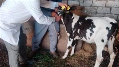 تحصين 363 ألف رأس ماشية ضد الحمى القلاعية والوادي المتصدع بالشرقية