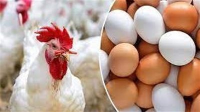 أسعار الدواجن بالأسواق صباح اليوم الخميس 