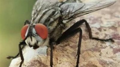 بعد تحذيرات منه.. خطورة الذباب الصحراوي