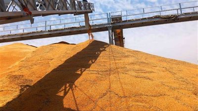 توريد 887 طن قمح منذ بدء الموسم لشون وصوامع سوهاج 