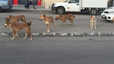 بيطري سوهاج يكثف مجهوداته لمكافحة ظاهرة الكلاب الضالة 