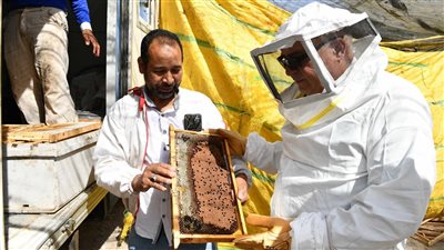 بدء إنتاج عسل النحل بمشروعات أمن غذائي قنا 