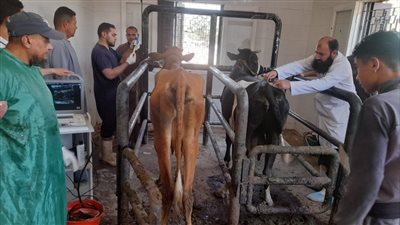 التناسليات الحيوانية ينظم قافلة بيطرية مجانية لمحافظة المنيا 