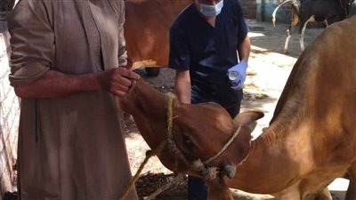  تحصين 200 ألف رأس ماشية ضمن الحملة القومية بالمنيا