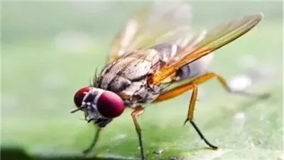 تحذير.. رياح الخماسين تجتاح مصر محملة بالذباب الصحراوي