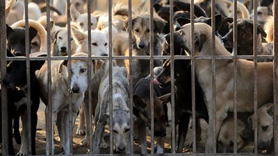 بيطري القليوبية تخصص خط ساخن للإبلاغ عن شكاوي الكلاب الضالة