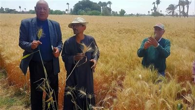 سوهاج تخصص 17 موقعًا تخزينيًا لاستقبال القمح بسعة تتخطى 169 ألف طن