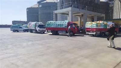 شون وصوامع سوهاج تستقبل 1328 طن قمح محلي من المزارعين