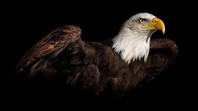 في حالة التأهل للنهائي.. سر إفريقي يجعل الأهلي الأول على أندية العالم