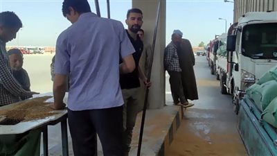 توريد 8895 طنًا من محصول القمح بشون وصوامع المنيا