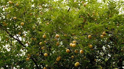 هل تعادل الحشيش.. أمين بالإفتاء يوضح حكم استخدام جوزة الطيب بالطعام (فيديو)