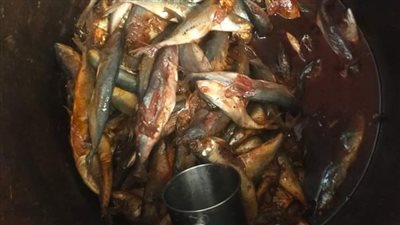 ضبط 1250 كيلو رنجة مجهولة المصدر في حملة بيطرية بالقليوبية 