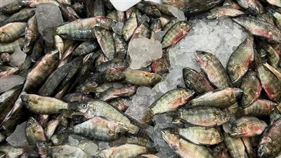 الأسعار تشتعل في بلد الأسماك.. والإسكندرية تواجه بحملة 