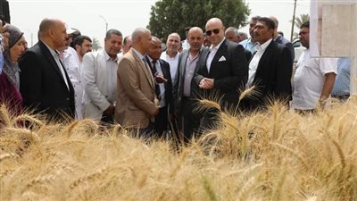 محافظ بني سويف يفتتح موسم حصاد القمح داخل الحقول الإرشادية 