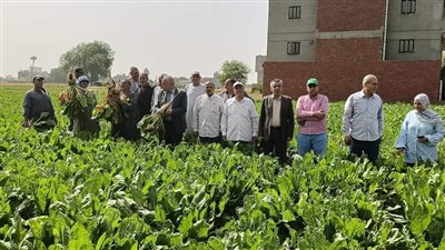 وكيل زراعة الغربية يشهد حصاد محصول بنجر السكر بالهياتم 