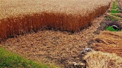 صوامع وشون الشرقية تستقبل 111 ألف طن من الذهب الأصفر