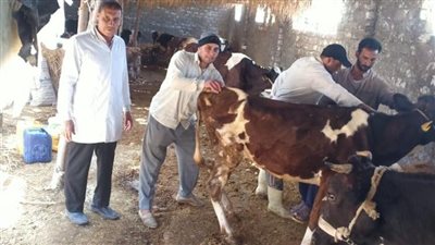 تحصين 501 ألف رأس ماشية بمحافظة البحيرة
