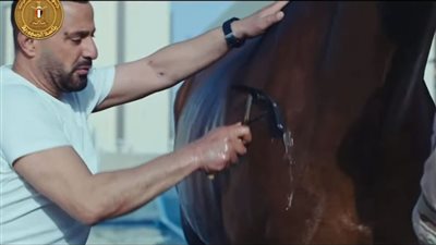 البطولة العربية للفروسية.. أحمد السقا يُحمم حصانا أمام السيسي (شاهد)