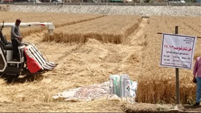 زراعة الغربية تنفذ يوم حصادالقمح بقريةمحلة روح