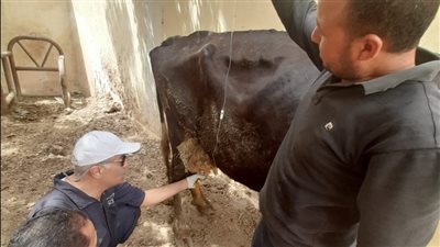 علاج وفحص 6 آلاف رأس ماشية مجانا في المنيا 