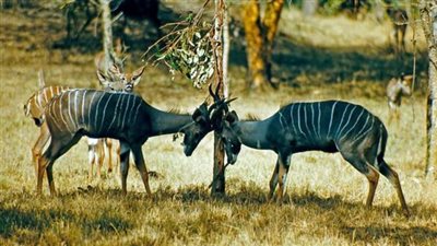 تنزانيا تنفي تقارير الانتهاكات والبنك الدولي يوقف التمويل