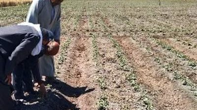 ندوات ارشادية للنهوض بزراعة محصول القطن صنف جيزة 97 بحقول الشرقية