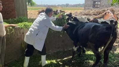 تحصين 434 ألف رأس ماشية ضد مرضى الحمى القلاعية والوادي المتصدع بالشرقية 