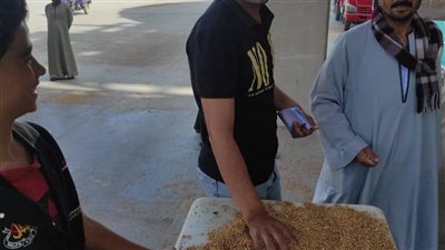 توريد 22 ألف طن قمح بشون وصوامع المنيا