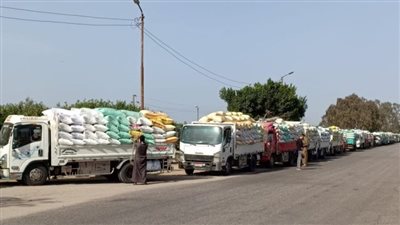 توريد 161396 طن قمح لصوامع وشون الشرقية 