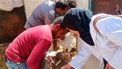 تعرف علي مجهودات بيطري الشرقية في تحصين رؤوس الماشية| صور 