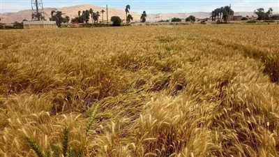 صوامع سوهاج تستقبل 8024 طن قمح محلي من المزارعين