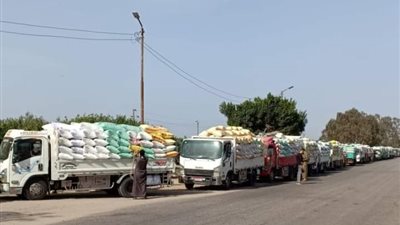 صوامع وشون الشرقية تستقبل 161 ألف طن قمح 