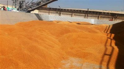 توريد 9850 طن قمح محلي منذ بدء الموسم لشون وصوامع سوهاج 