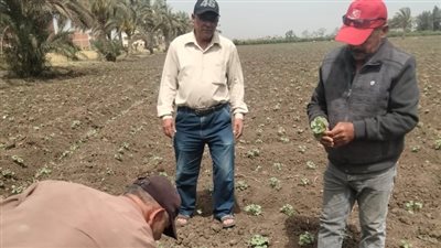 زراعة الشرقية توصي المزارعين بسرعة حصاد القمح للتغلب على ارتفاع درجات الحرارة 