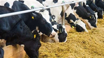 أسعار الأعلاف اليوم الأحد في الأسواق المصرية وعند التاجر