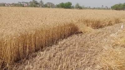 الذهب الأصفر يزين 394 ألف فدان بمحافظة الشرقية