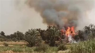 اندلاع النيران بعدد من أشجار النخيل بجنوب الأقصر 