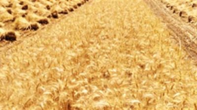 توريد 29481 طن قمح لصوامع وشون القليوبية