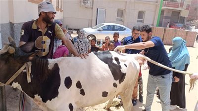 مناظرة 600 حالة بقافلة جامعة سوهاج البيطرية في قرية الصلعا 
